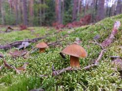 20250825_121524.thumb.jpg.2fadd96cb3fcfc58bdc822534a822f63.jpg