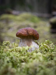 20250826-M3JR4035-Enhanced-NR.thumb.jpg.bb6ce10f2f919fd00b60ca892650527c.jpg