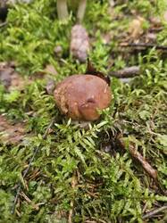 20250826_141120(1).thumb.jpg.590c7aa89e7b73bda75894fc3b7db197.jpg