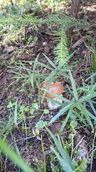 20250827_102759.thumb.jpg.6cdac720acdc57aadab0abda5fab4dcd.jpg