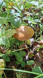 20250827_104001.thumb.jpg.c6ded43c4223f76fc894488ac33d7b85.jpg