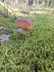 20250827_114607.thumb.jpg.4ea62b71cc019b9e662a97f7b70444ec.jpg