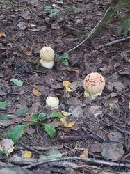 20250828_170549.thumb.jpg.a2b78af7a7532773ba7598040296466f.jpg