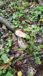 20250829_093538.thumb.jpg.e6b47eeddb05a41018740f43972a6ba6.jpg