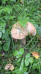 20250829_093722.thumb.jpg.2c411511568576a761b5f6a21bd2f268.jpg