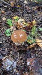 20250829_102809.thumb.jpg.d9e7cb5f29be780ce86c645cfba32f6a.jpg