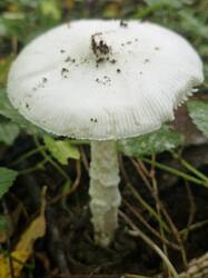 20250830_095107.thumb.jpg.d76775058ed68bc85bb56adb005d713b.jpg