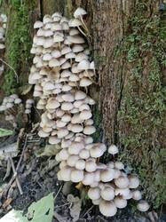 20250831_091935.thumb.jpg.869c7170eae0b0a0177b6481a149aae5.jpg