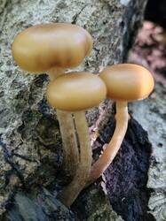 20250831_093826.thumb.jpg.e3c81752d04671eb189a7c4208d185b2.jpg