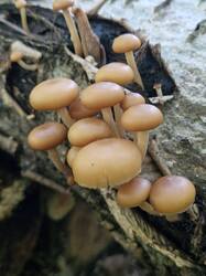 20250831_093841.thumb.jpg.628240c63e933f50f6eb1b3c96baeba3.jpg