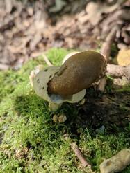 20250831_095539.thumb.jpg.1bd0332c7cc69b1640e02636eab80c47.jpg