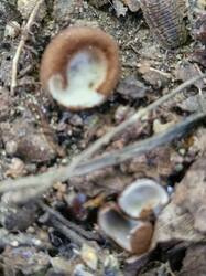 20250831_103820.thumb.jpg.cb984ecab19626a094b936a11f4c7741.jpg