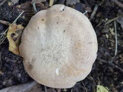 20250831_104750.thumb.jpg.7a57fc6440c5ea483566c8cf4c5e06e9.jpg