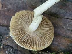 20250831_110435.thumb.jpg.257be810dd74973324b5c3009bd44d16.jpg