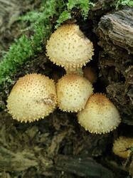 20250831_112204.thumb.jpg.13be28189d8ab815fb5ba62b61cd6769.jpg