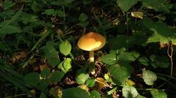 2080618875_08-25-30-(4).thumb.jpg.333285f668d8581e333697a120607fd7.jpg