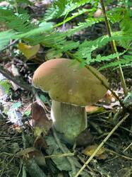 IMAGE 2025-08-15 16:21:34.jpg