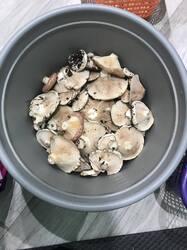 2121934277_IMG_61711.thumb.JPG.7c5d48a86c475d2fa886c3d2134901e2.JPG