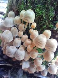 Coprinellus disseminatus (Pers.) J.E. Lange (6).jpg