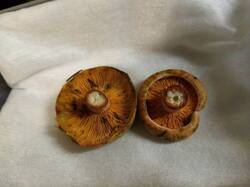 23_08_25.6.thumb.jpg.7d5fc21396abf0b8bee0d6775fdce4cd.jpg