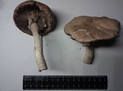 3.thumb.jpg.4e7dcf1faefd7c018a3cd555a8ae0c9d.jpg