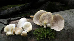300272642__.thumb.JPG.3ae2d9a6bd6104590e9bdec54079aae6.JPG