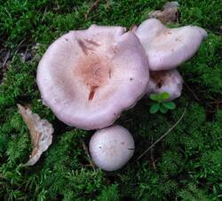 31.thumb.jpg.b9164d660fb433fc00df740d93324609.jpg