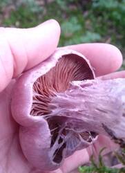 33.thumb.jpg.c2290df6cca68dc99ded31f5df2653be.jpg