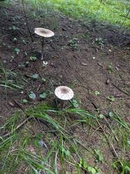 PXL_20250813_083736800_—_копия.jpg