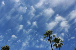 376124573_Cirrusfloccusvirga.thumb.jpg.500bd8df25d9015d7389c603e790986e.jpg