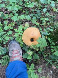 IMAGE 2025-08-18 19:07:09.jpg