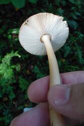 4.thumb.jpg.36fae7968f09ede342cdfc0dc195239a.jpg