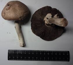 4.thumb.jpg.be22b9ac49c18fbd9ad4e680f8a401c9.jpg