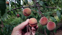 4451871__Prunus_persica_AWP_20250823.thumb.JPG.8458f5a483048ced6571aa0215ffdfb3.JPG