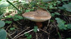 459003551_08-25-13-(1).thumb.jpg.b22248bbfdeb3bdcbf7d47be2386067c.jpg