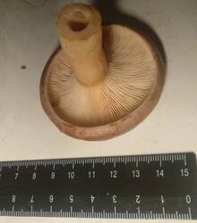 46.thumb.jpg.5257571826b6d32b75f8d974a544f4aa.jpg