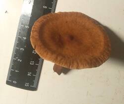 47.thumb.jpg.d8a5fd6a7c696cb1a127b2e3b63fb6c0.jpg