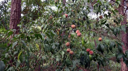 483623858__Prunus_persica_AWP_202508_23.thumb.JPG.2c4fa2163aa21ccd9b0a5b0444ccf0a5.JPG