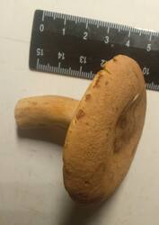 49.thumb.jpg.e7175afb9ce1628142f3ce9dbc25f2ee.jpg