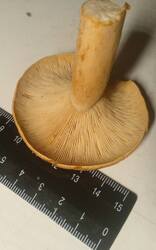 50.thumb.jpg.8d318a942ee886ae542ed0361941f56b.jpg
