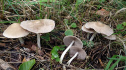608351222_Psathyrella_candolleana__2025_0722.thumb.JPG.b6cf882ffebfa1fae264f3959c8ceba4.JPG