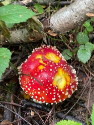 IMAGE 2025-08-22 18:03:24.jpg