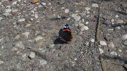 703121054_08-25-03(3).thumb.jpg.955c31d45c24b04a65cfa3ff0e2494a5.jpg