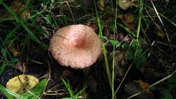 760086215_08-25-25-(6).thumb.jpg.3964114bebebf27641b37e6698d73844.jpg