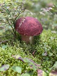 IMAGE 2025-08-27 16:52:28.jpg