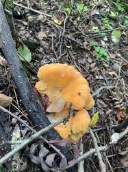 IMAGE 2025-08-28 16:17:11.jpg