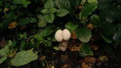 840602257_08-25-21-(2).thumb.jpg.ccd6369c729a9cad223e737584a29345.jpg