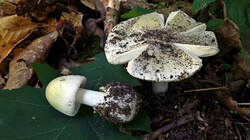 849971482_Amanita_phalloides__2025_0817.thumb.JPG.9738d4df686f9e350a874275ee86d621.JPG