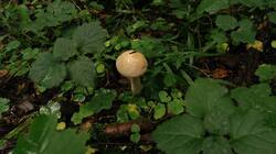 873517328_08-25-21-.thumb.jpg.f8e3e35eebd8b038c19859351f5afedb.jpg