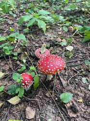 IMAGE 2025-08-28 16:16:50.jpg